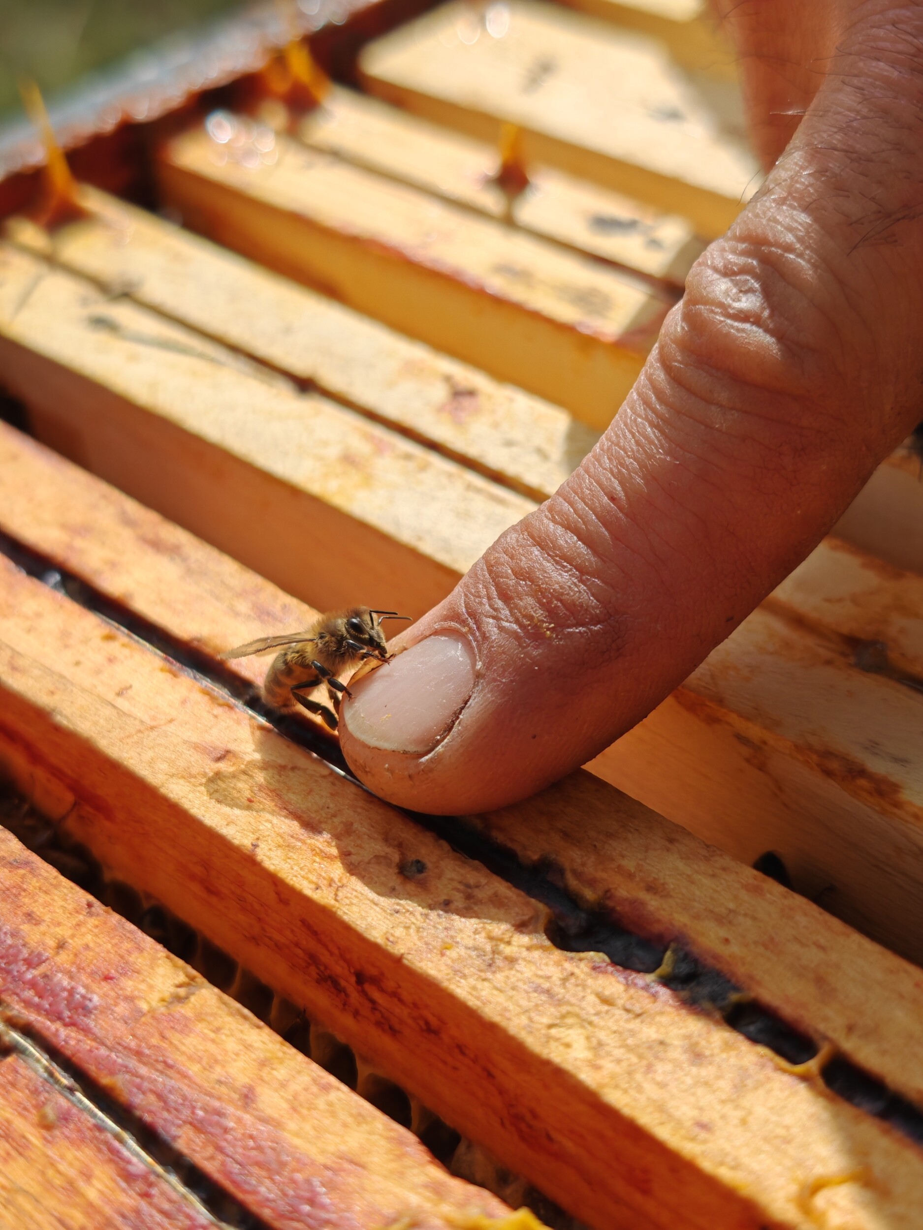 Wecandoo - Découvrez l'apiculture en duo avec votre enfant accompagnés par Jérôme - Image n°4