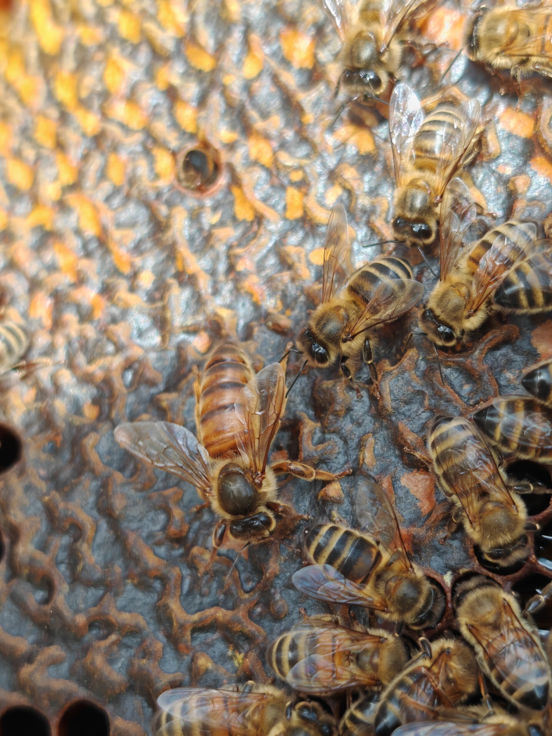 Wecandoo - Découvrez l'apiculture en duo avec votre enfant accompagnés par Jérôme - Image n°6