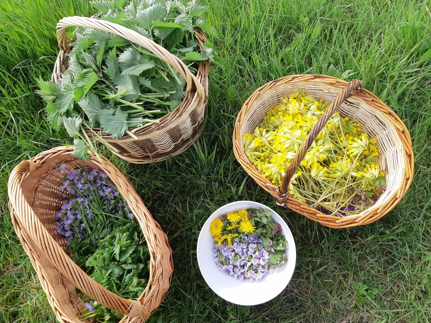 Cuisinez les plantes sauvages avec Jennifer - Image n°2 - Wecandoo