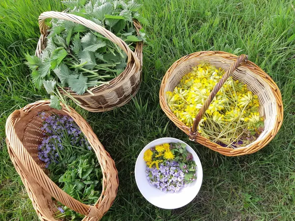Cuisinez les plantes sauvages avec Jennifer - Afbeelding nr. 2 - Wecandoo