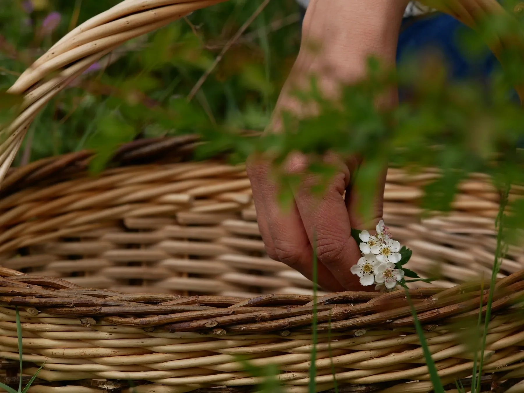 Cuisinez les plantes sauvages avec Jennifer - Image n°5 - Wecandoo