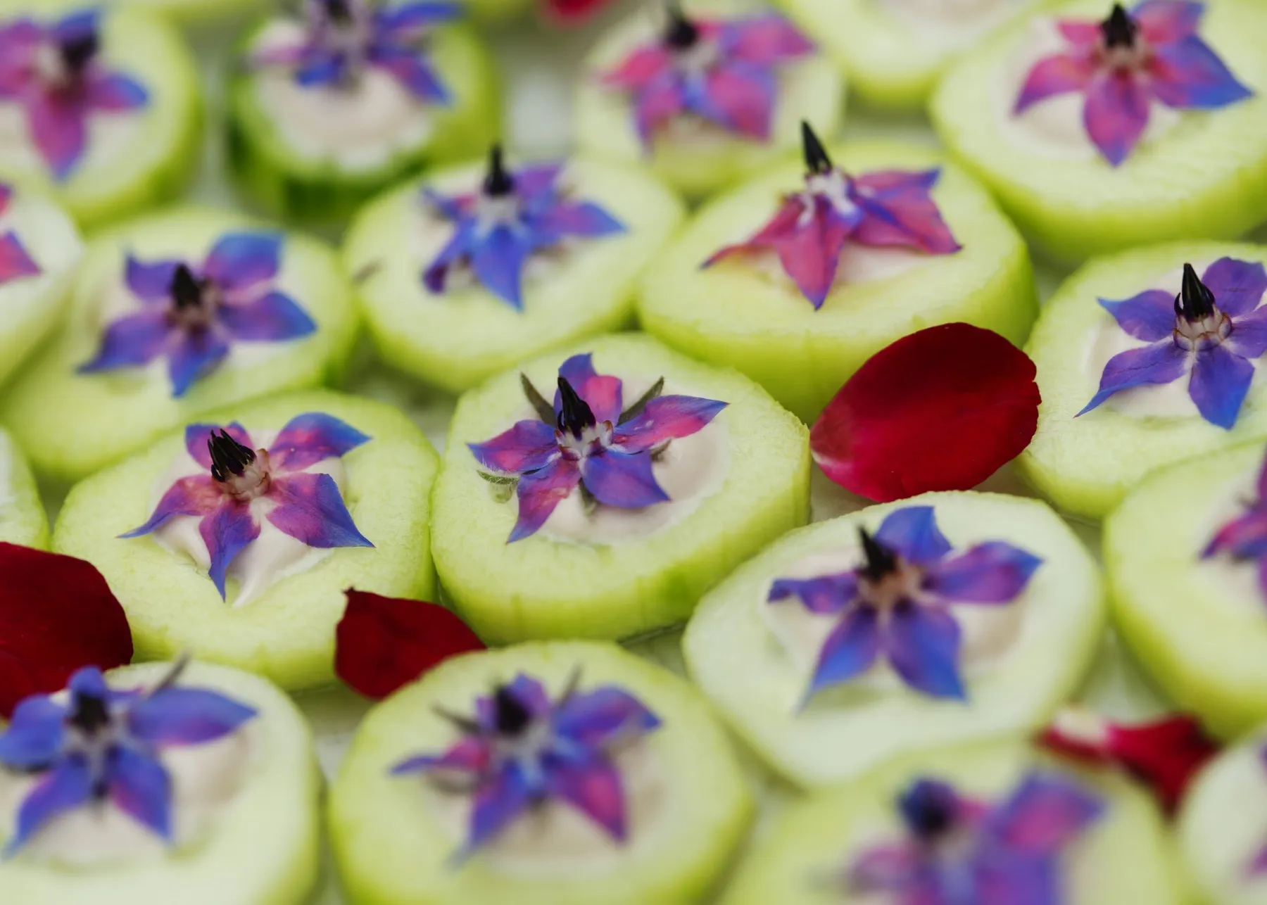 Cuisinez les plantes sauvages avec Jennifer - Image n°3 - Wecandoo