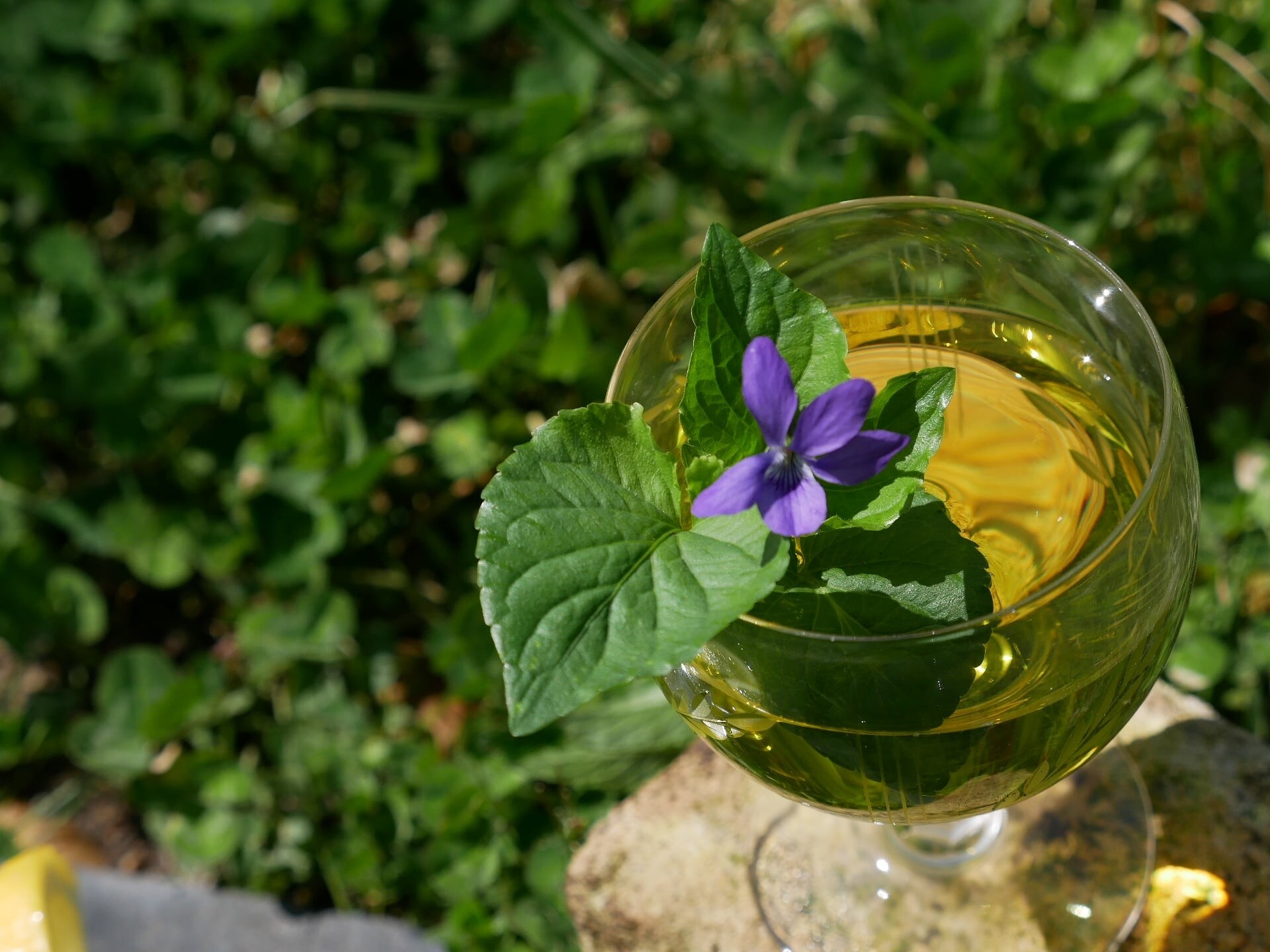 Wecandoo - Réalisez votre sirop naturel à base de plantes fraîches avec Jennifer - Image n°1