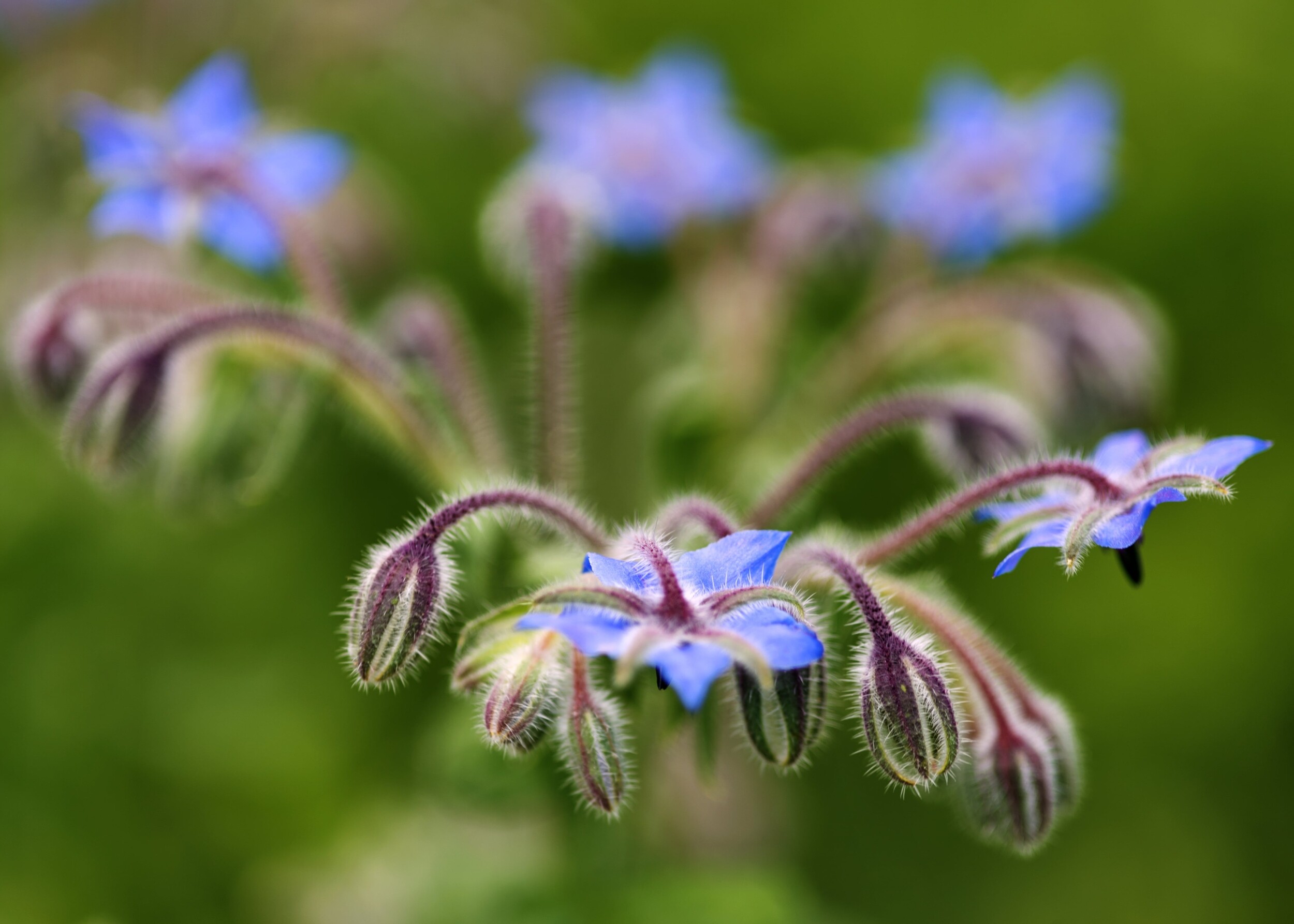 Wecandoo - Découvrez les plantes sauvages le temps d'une balade avec Jennifer - Image n°6