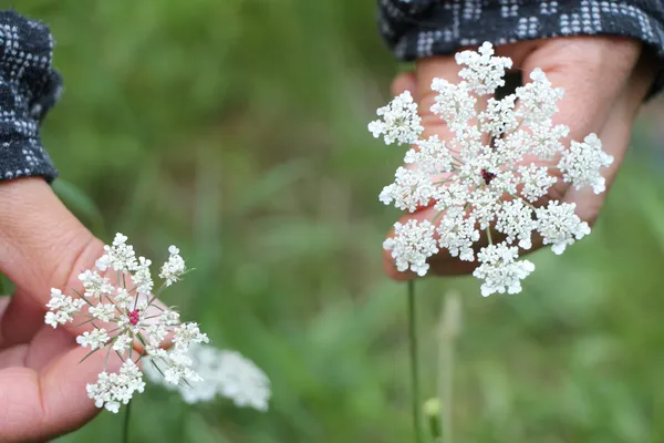 Découvrez les plantes sauvages le temps d'une balade avec Jennifer - Afbeelding nr. 5 - Wecandoo