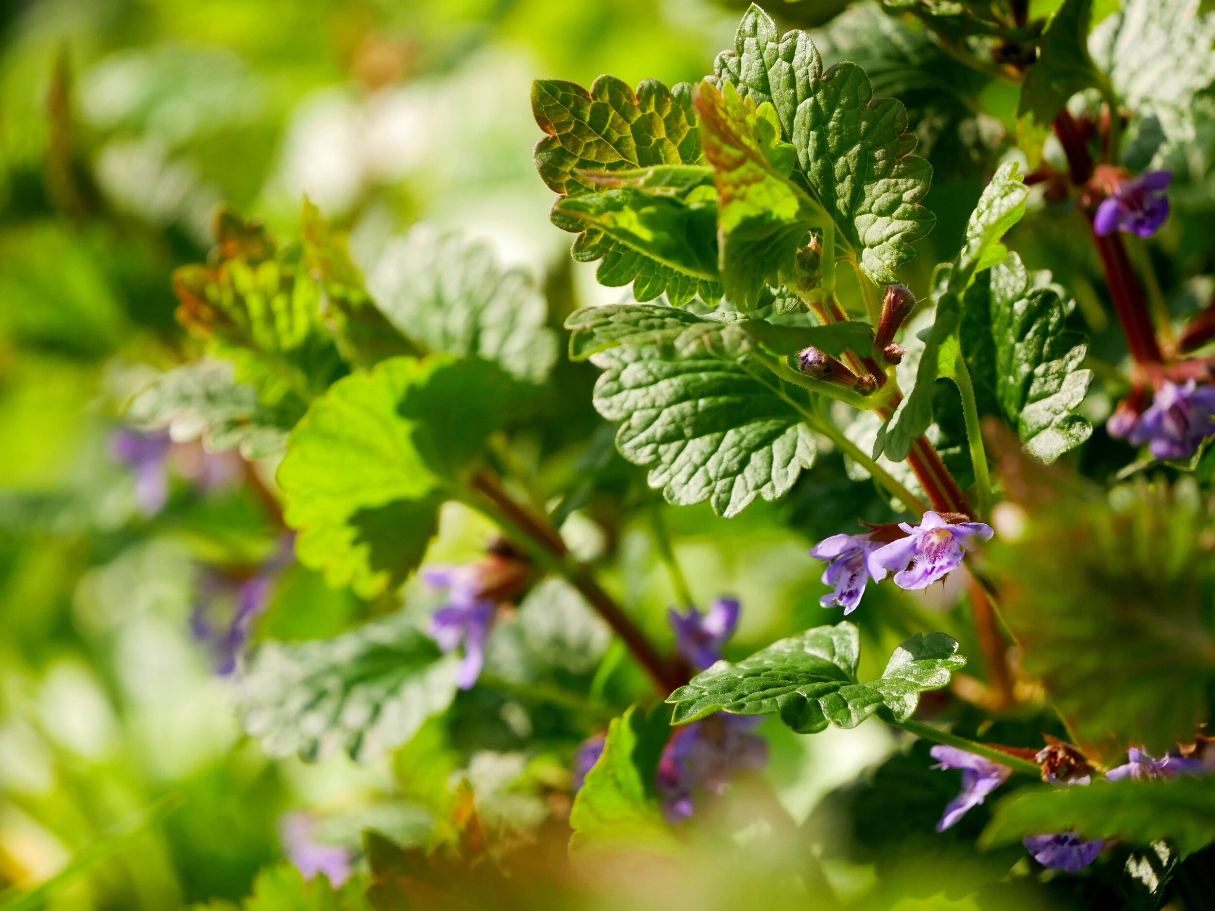 Wecandoo - Découvrez les plantes sauvages le temps d'une balade avec Jennifer - Image n°9