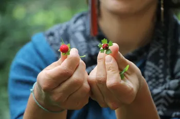 Découvrez les plantes sauvages en balade
