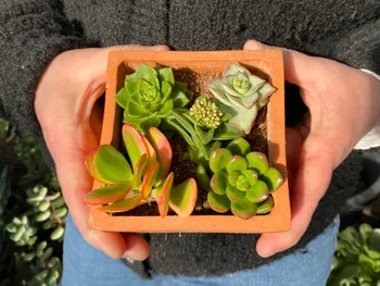 Réalisez vos boutures de plantes succulentes