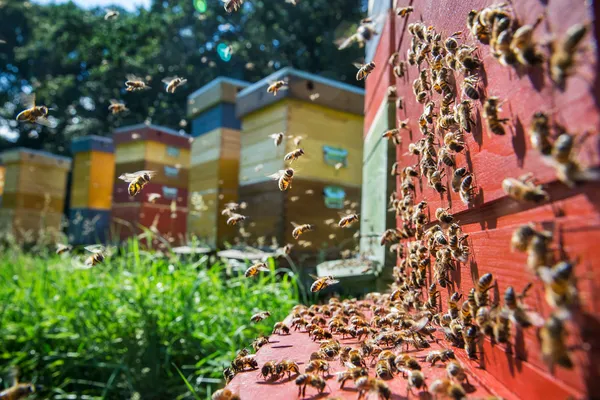 Réunissez votre équipe et plongez au cœur de l’univers fascinant des abeilles avec Dieter - Image n°4 - Wecandoo