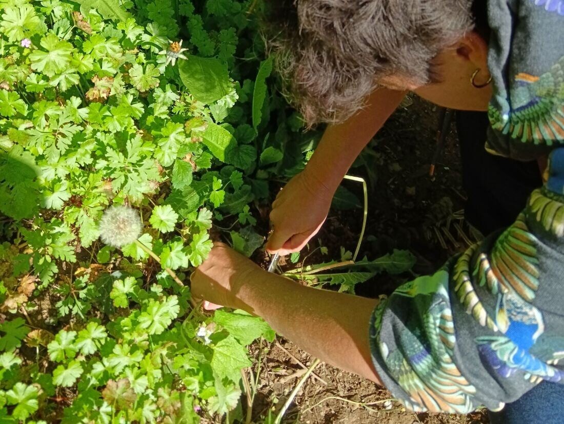 Wecandoo - Découvrez et cuisinez des plantes sauvages sur une journée avec Milena et Anna - Image n°6