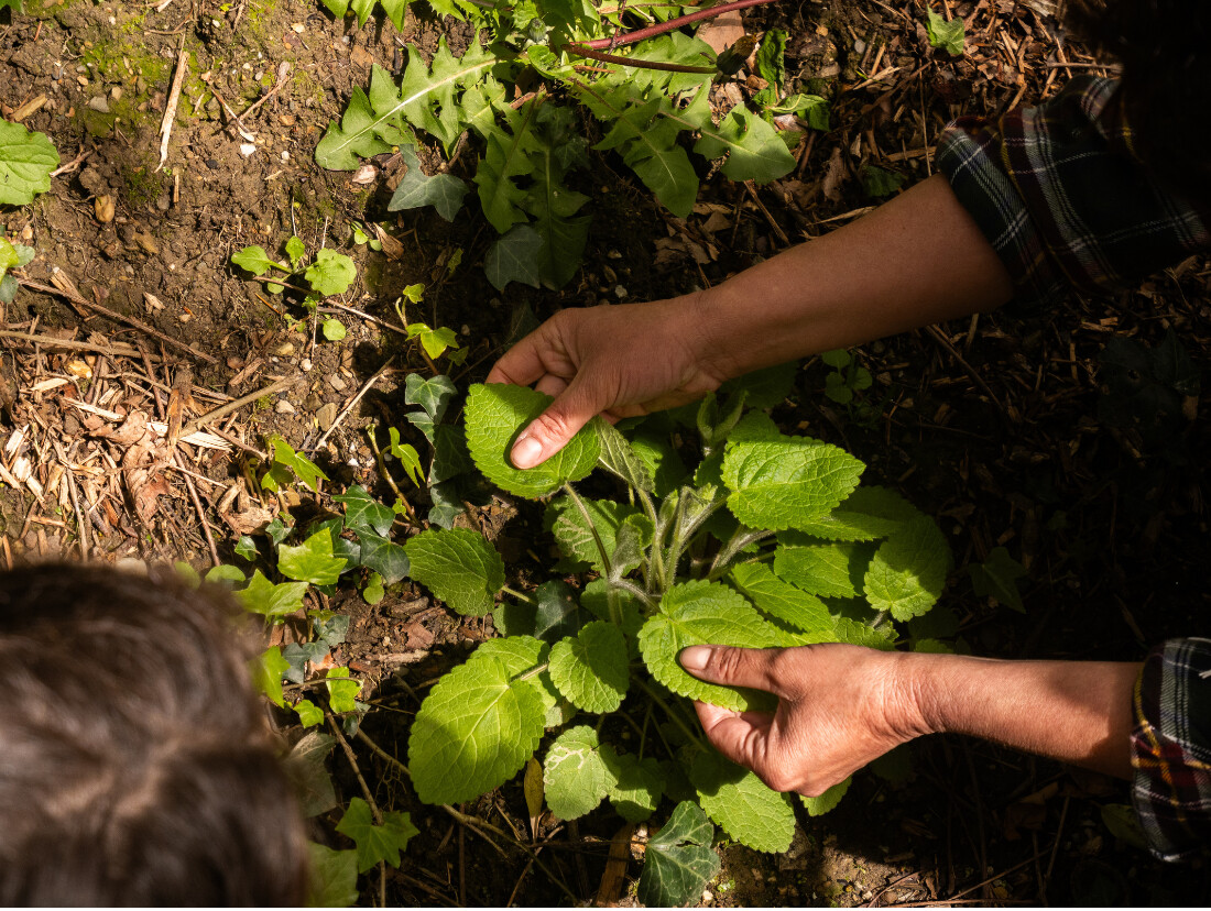 Wecandoo - Découvrez et cuisinez des plantes sauvages sur une journée avec Milena et Anna - Image n°1