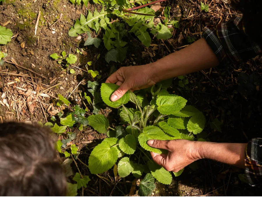 Découvrez et cuisinez des saveurs inconnues et des plantes sauvages sur une journée à Rennes avec Milena et Anna - Image n°1 - Wecandoo