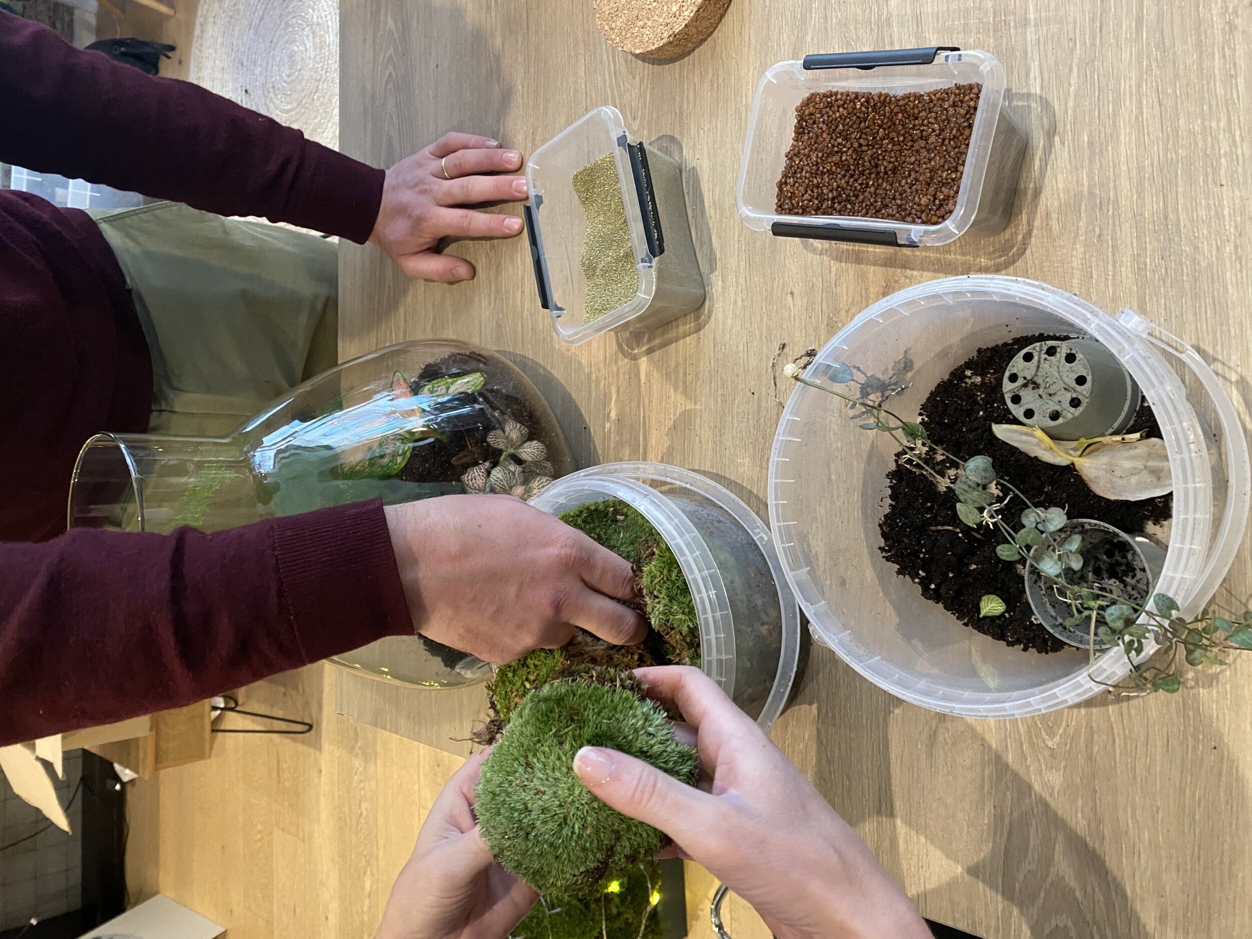 Wecandoo - Créez votre terrarium en duo avec votre enfant - Afbeelding nr. 8