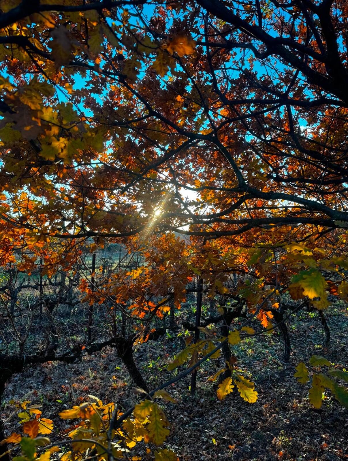 Wecandoo - Visitez une truffière et dégustez des accords truffes & vins avec Guillaume et Maxime - Image n°11