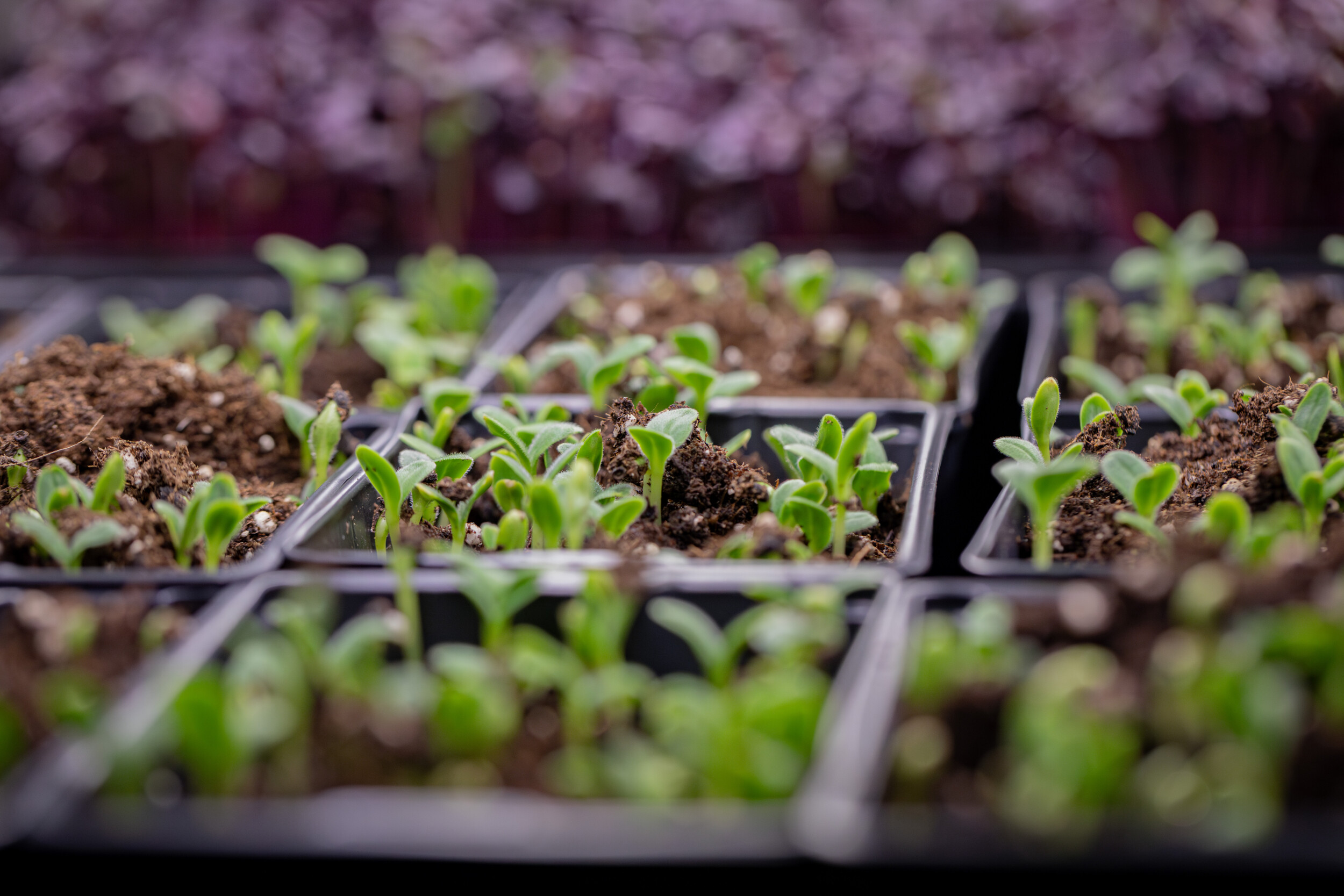 Réalisez vos semis de micropousses à Marseille