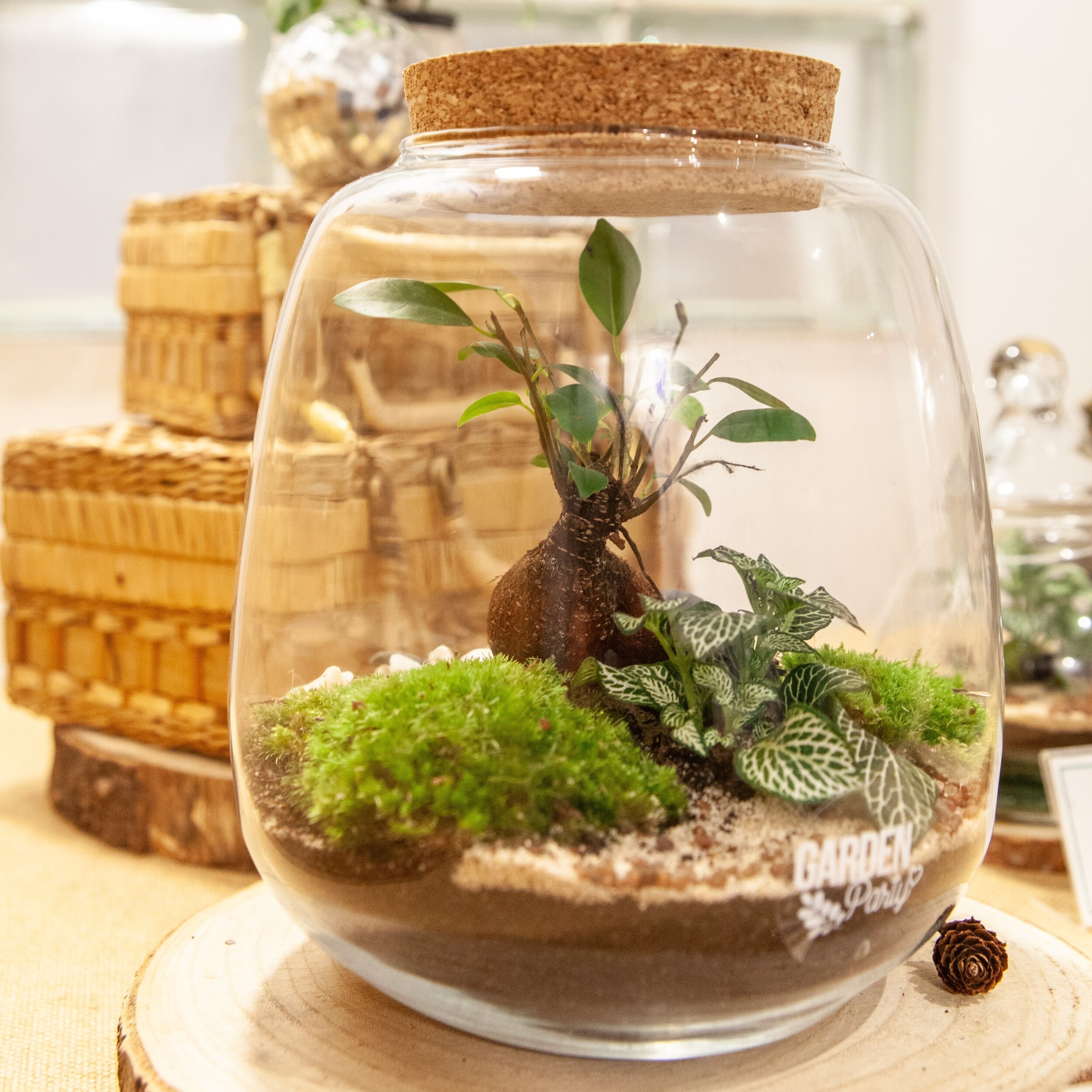 Réalisez votre terrarium de taille S