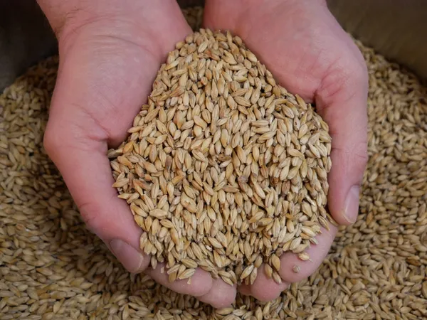 Rassemblez votre équipe et dégustez des bières dans une microbrasserie avec Matthieu - Afbeelding nr. 3 - Wecandoo