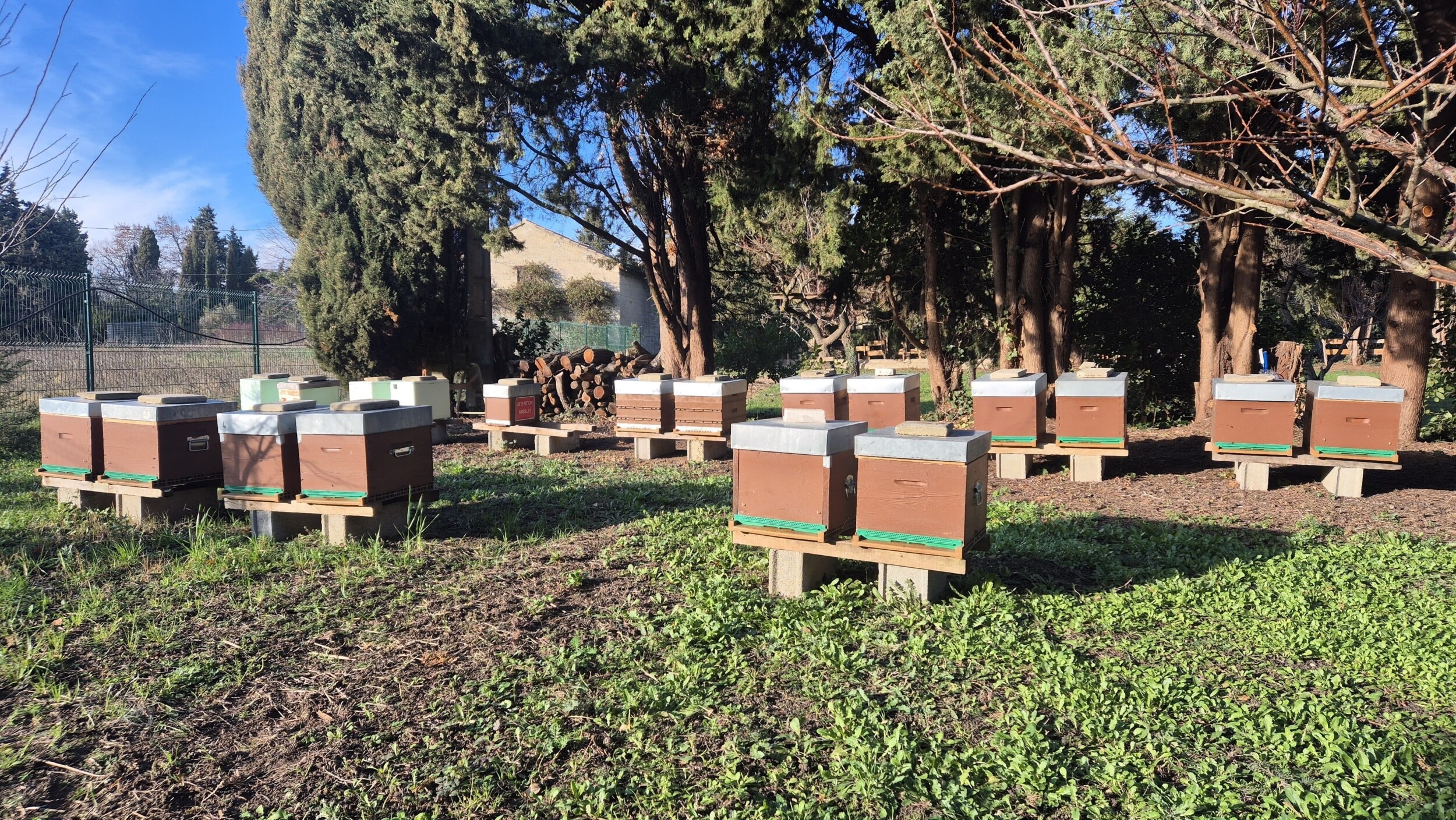 Wecandoo - Découvrez l'apiculture avec Jérémie - Image n°10