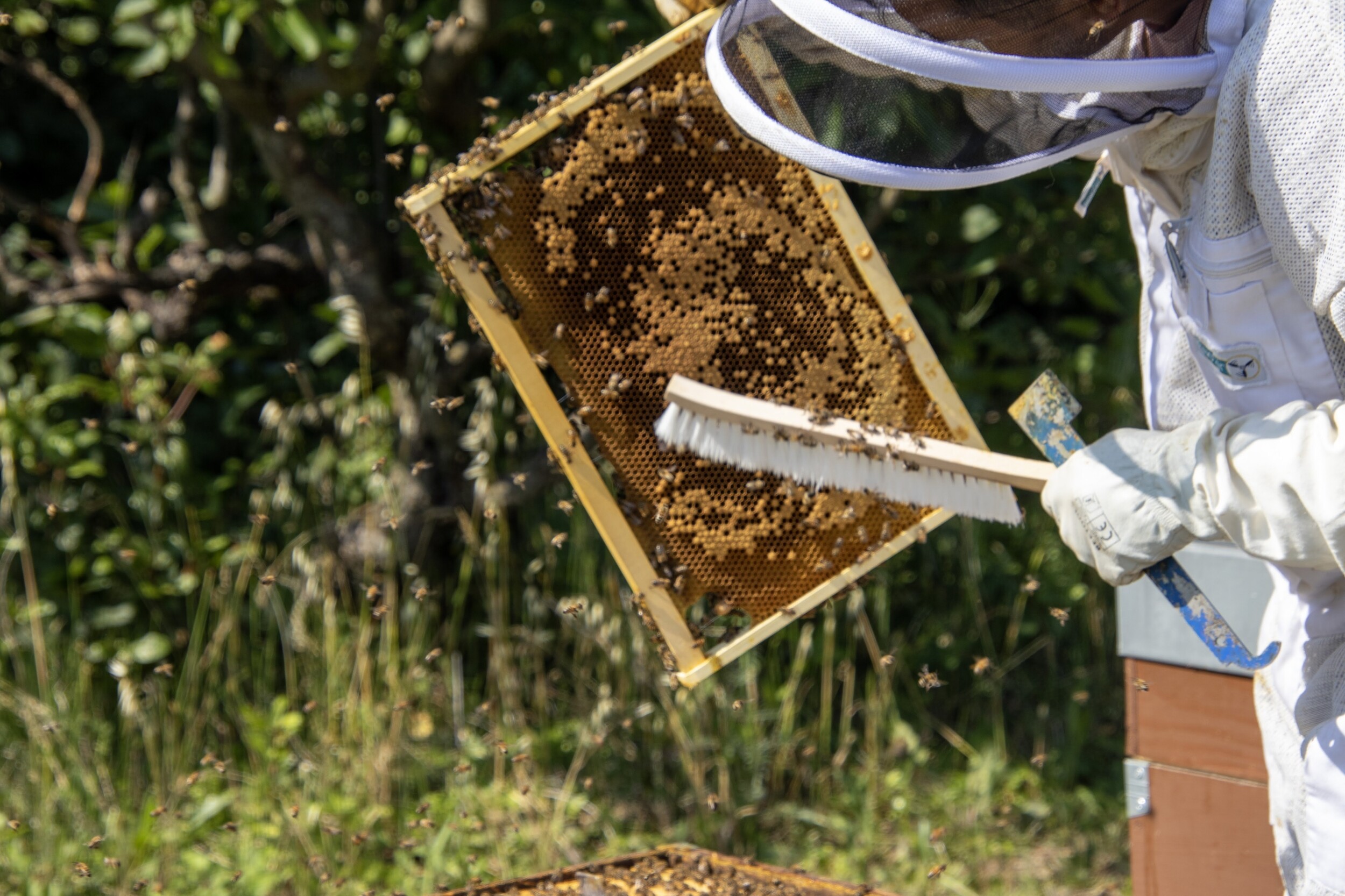 Wecandoo - Découvrez l'apiculture avec Jérémie - Image n°4