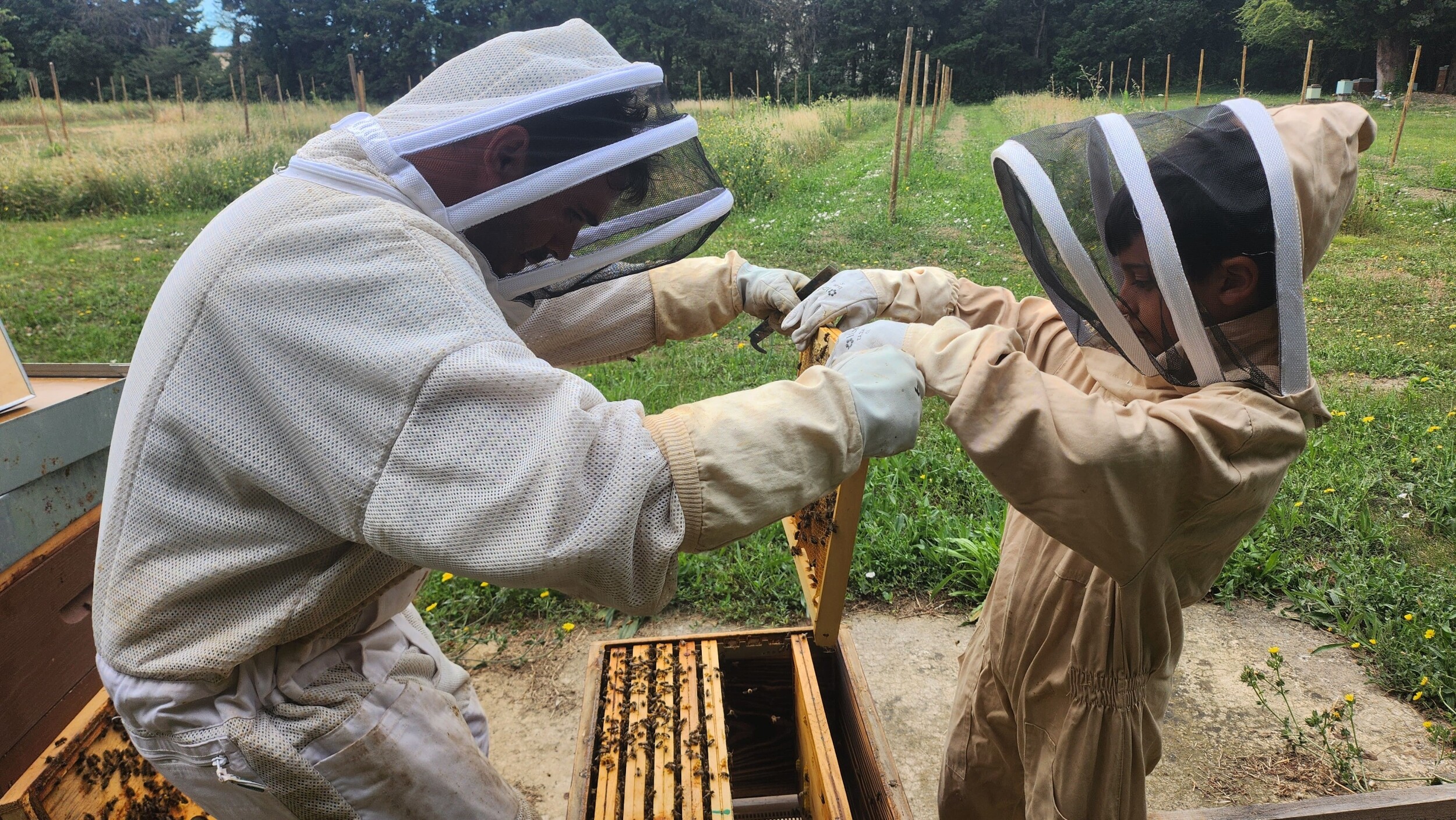 Wecandoo - Découvrez l'apiculture avec Jérémie - Image n°2