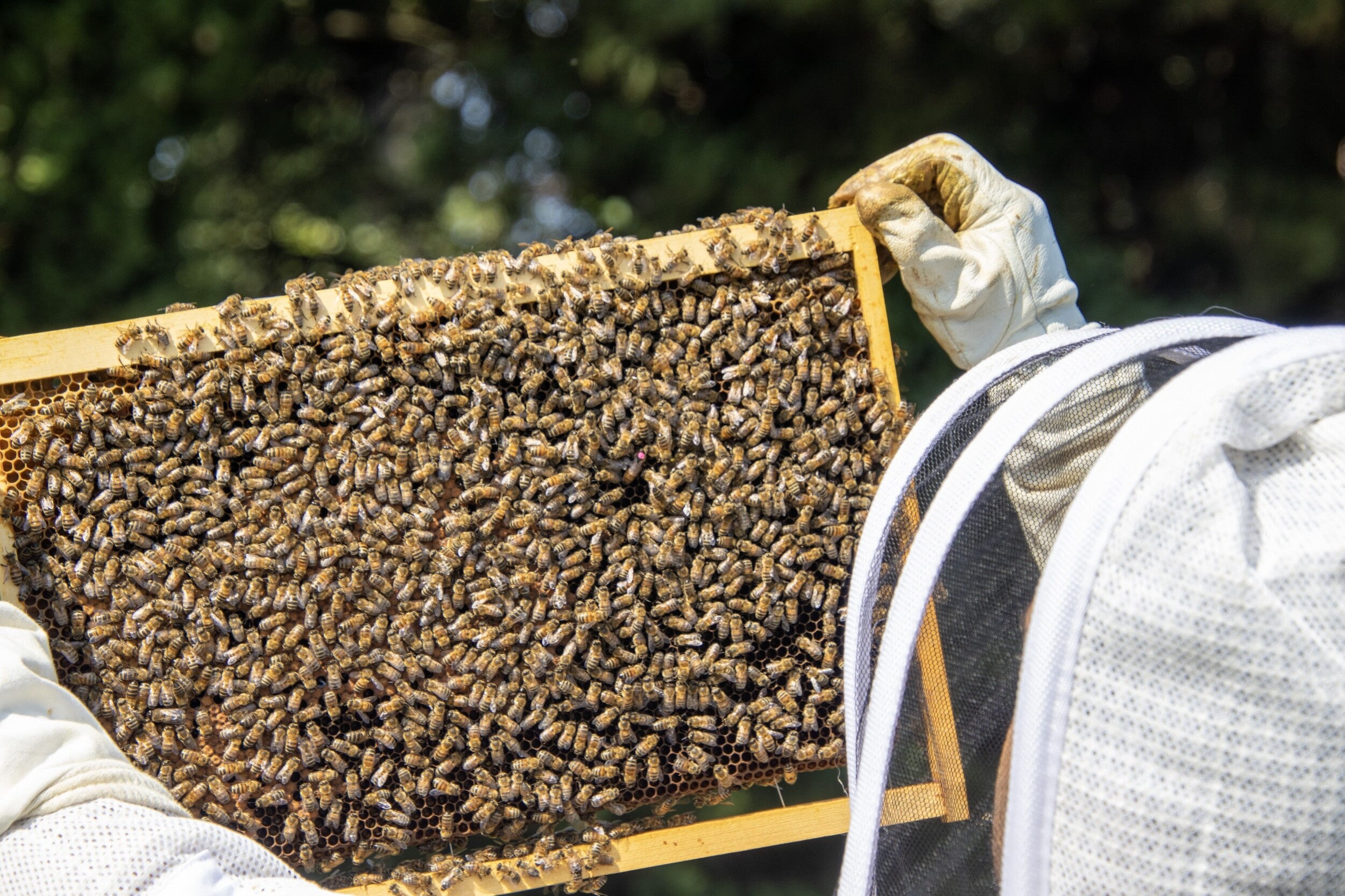 Wecandoo - Initiez-vous à l'apiculture et dégustez du miel avec Jérémie - Image n°3