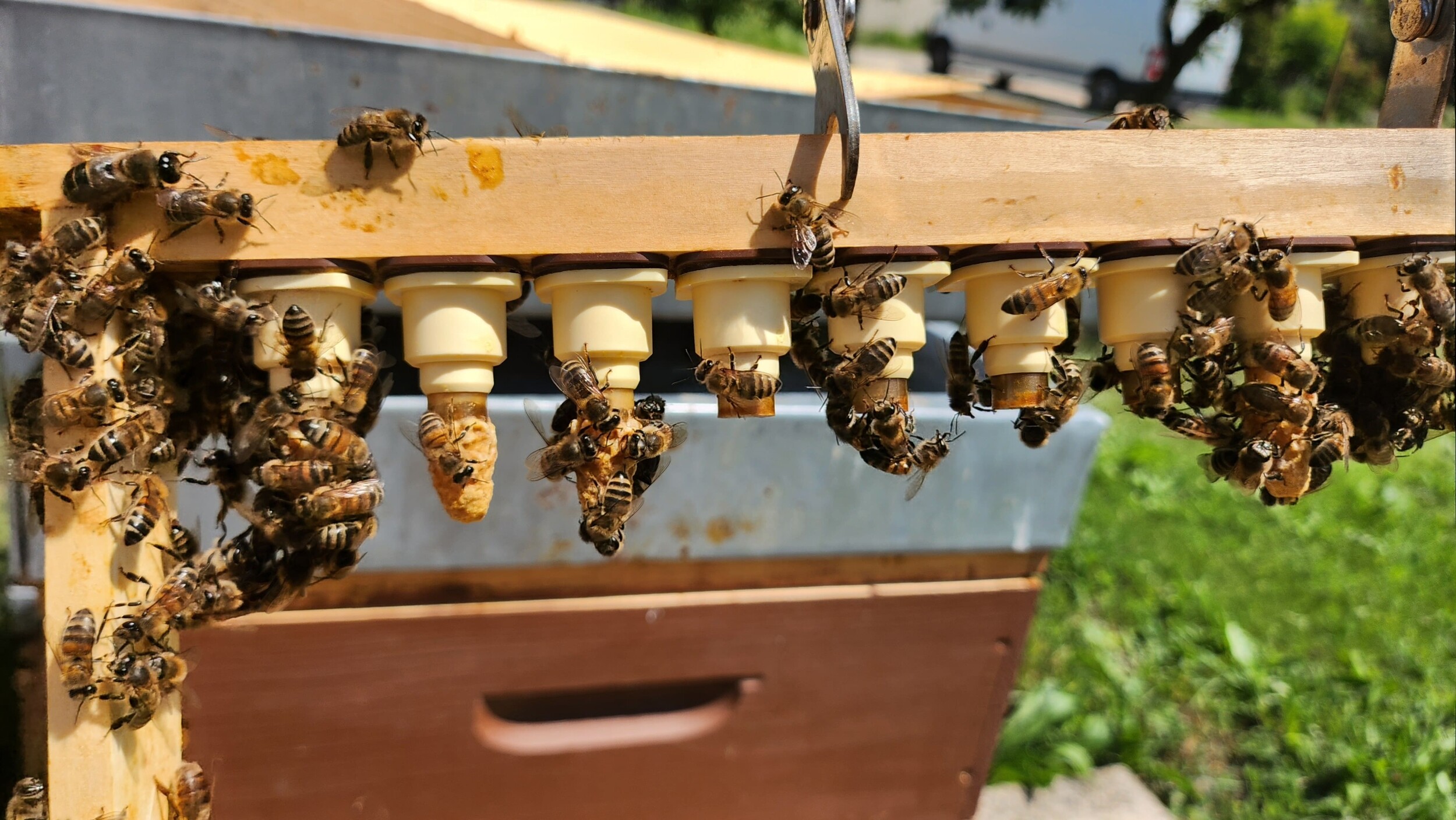 Wecandoo - Initiez-vous à l'apiculture et dégustez du miel avec Jérémie - Image n°1