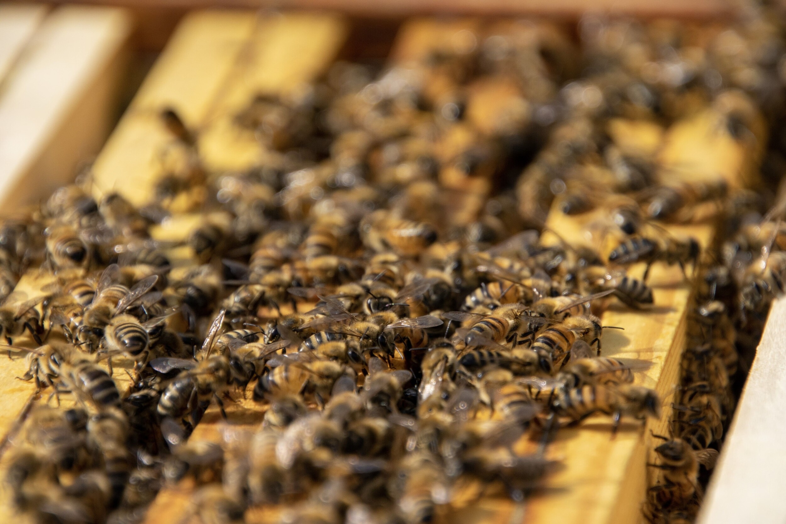 Wecandoo - Initiez-vous à l'apiculture et dégustez du miel avec Jérémie - Image n°6