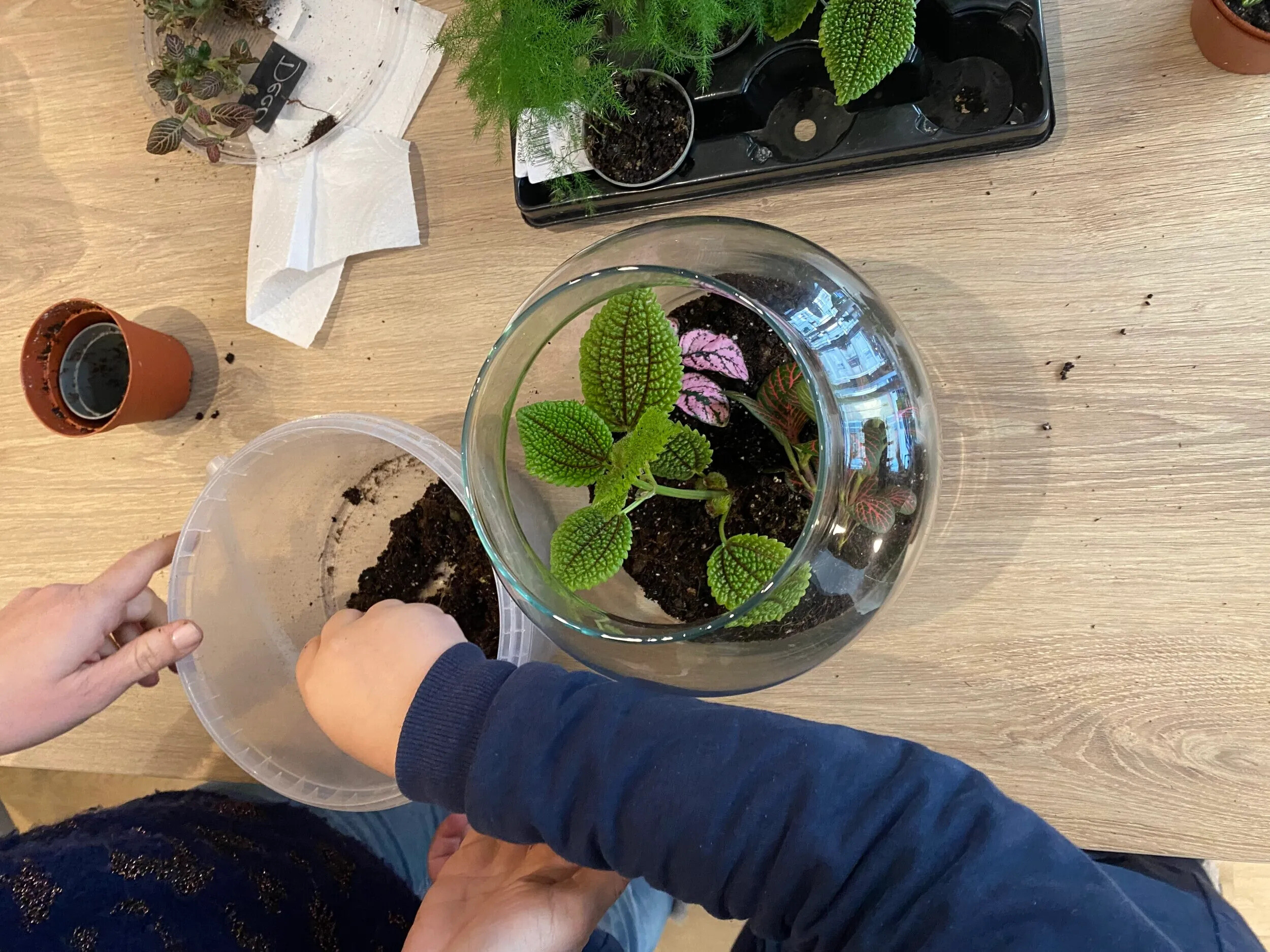 Wecandoo - Créez votre terrarium en duo avec votre enfant - Image n°9