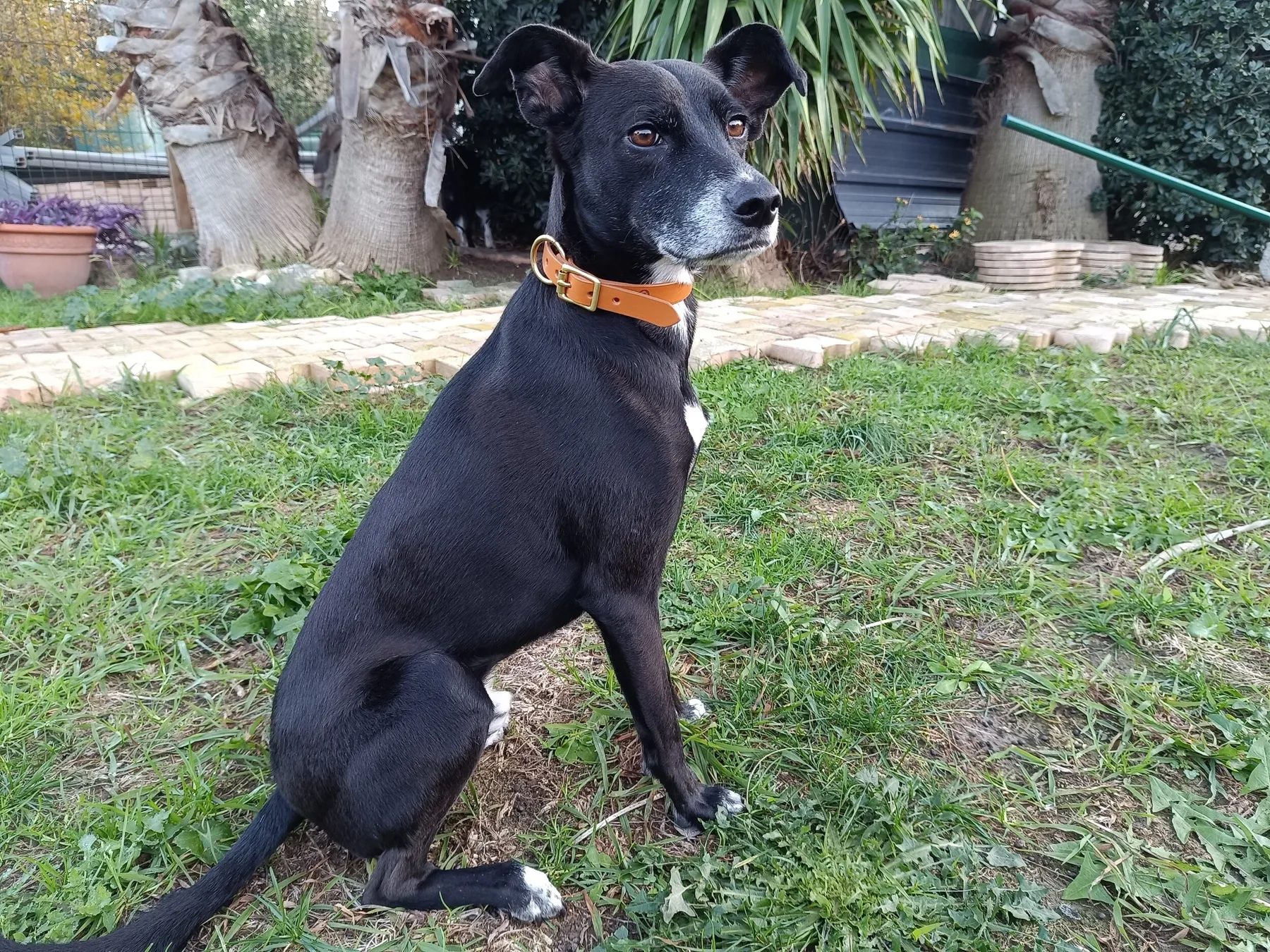 Fabriquez le collier de votre chien avec Héloïse - Afbeelding nr. 4 - Wecandoo