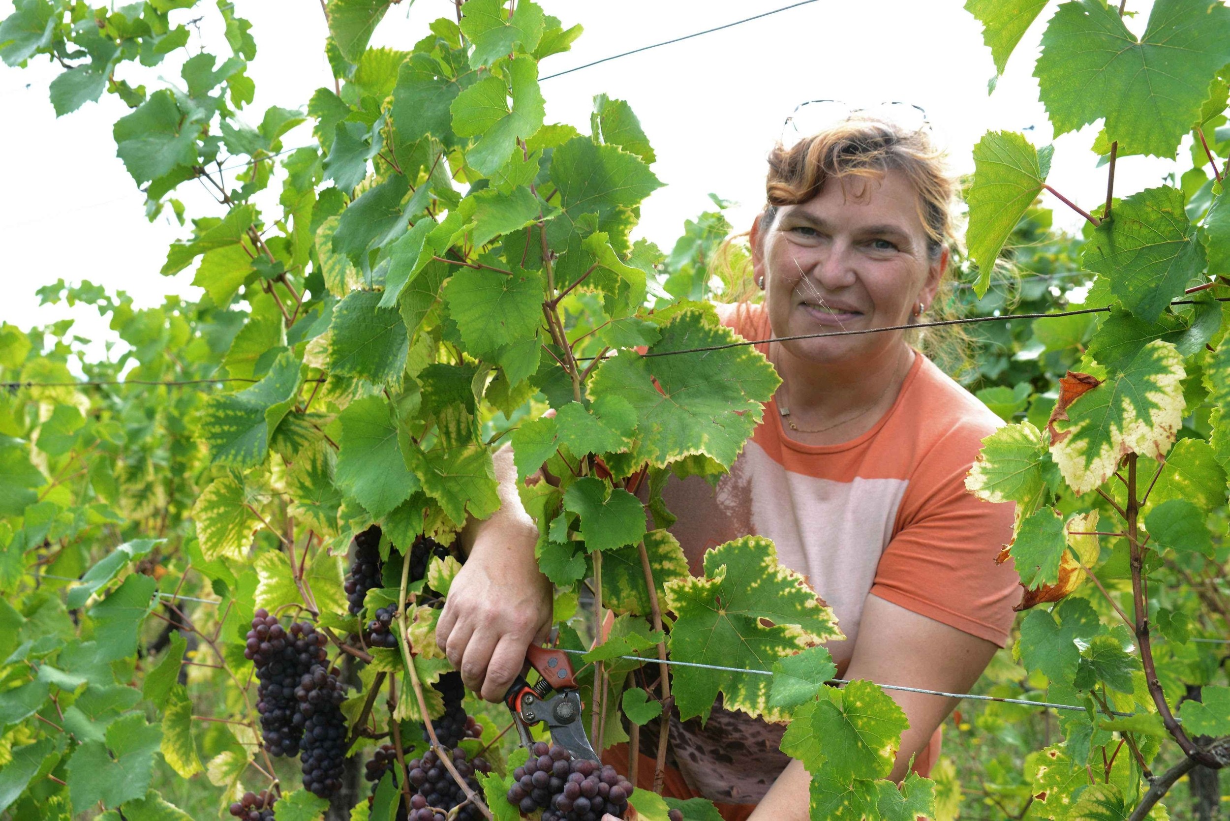 Wecandoo - Visitez des vignes et dégustez des vins bio avec Muriel - Afbeelding nr. 6