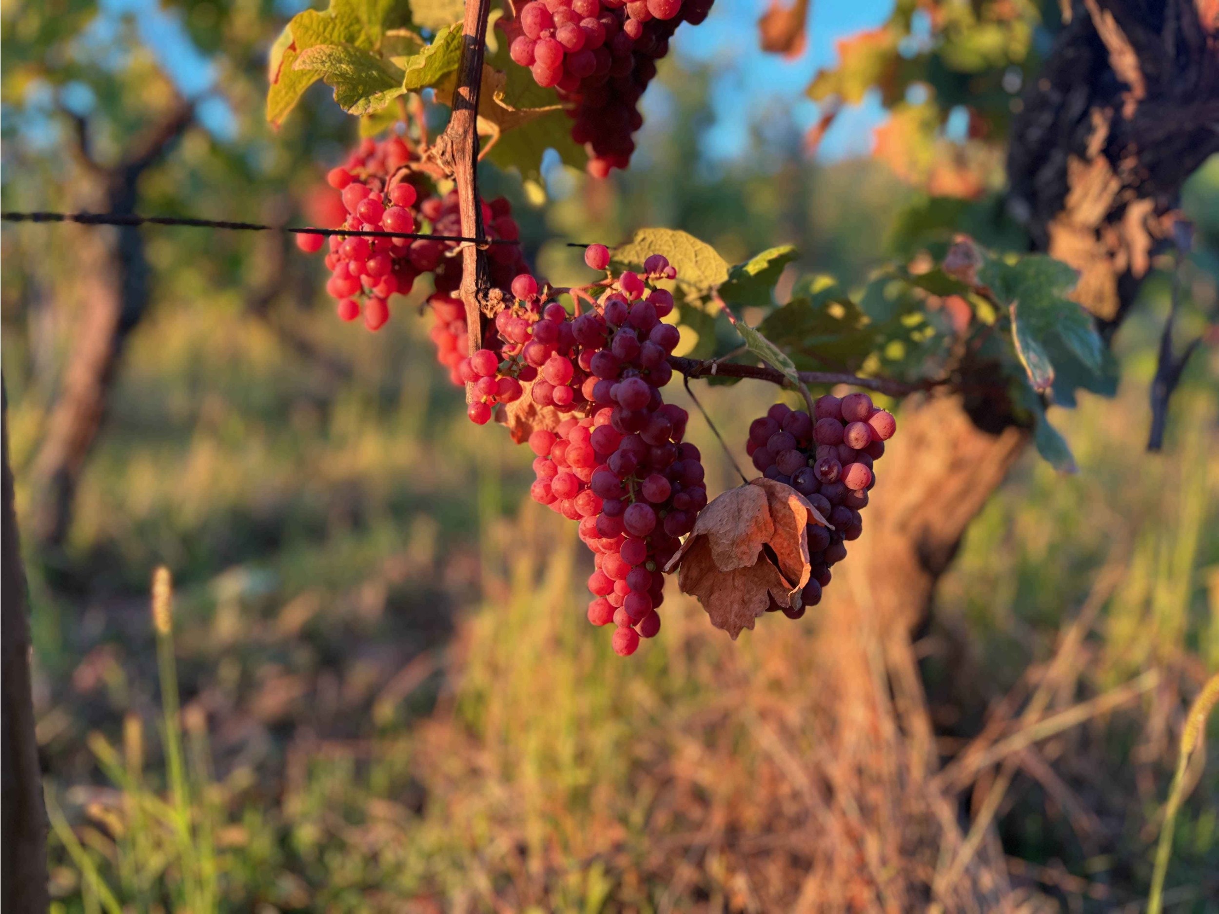 Wecandoo - Visitez des vignes et dégustez des vins bio avec Muriel - Afbeelding nr. 10