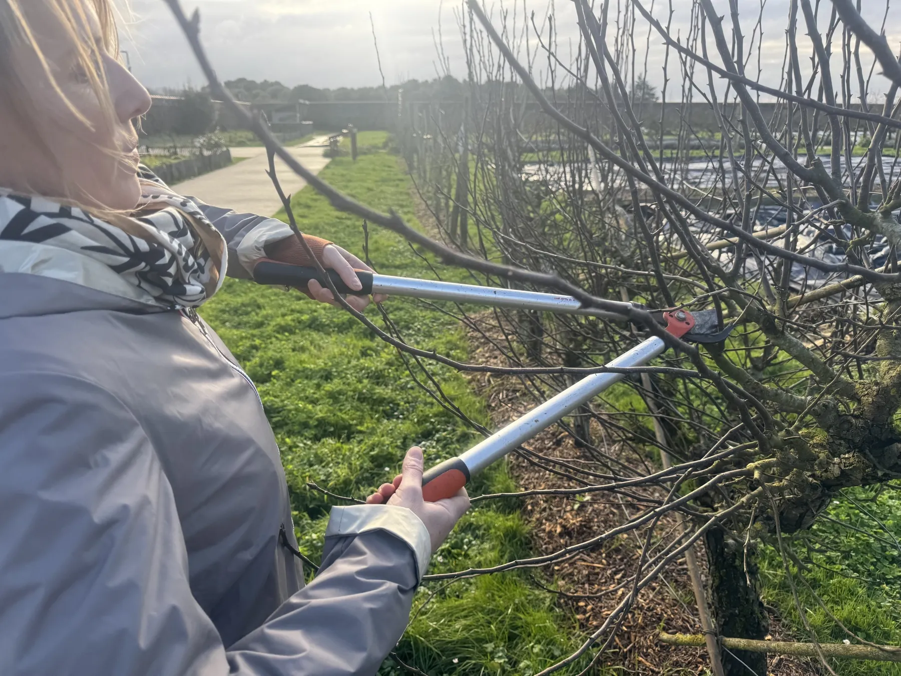 Initiez-vous à l'entretien des arbres fruitiers avec Mathieu, Léna et leur équipe - Image n°5 - Wecandoo