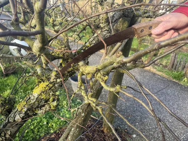 Initiez-vous à l'entretien des arbres fruitiers avec Mathieu, Léna et leur équipe - Image n°3 - Wecandoo