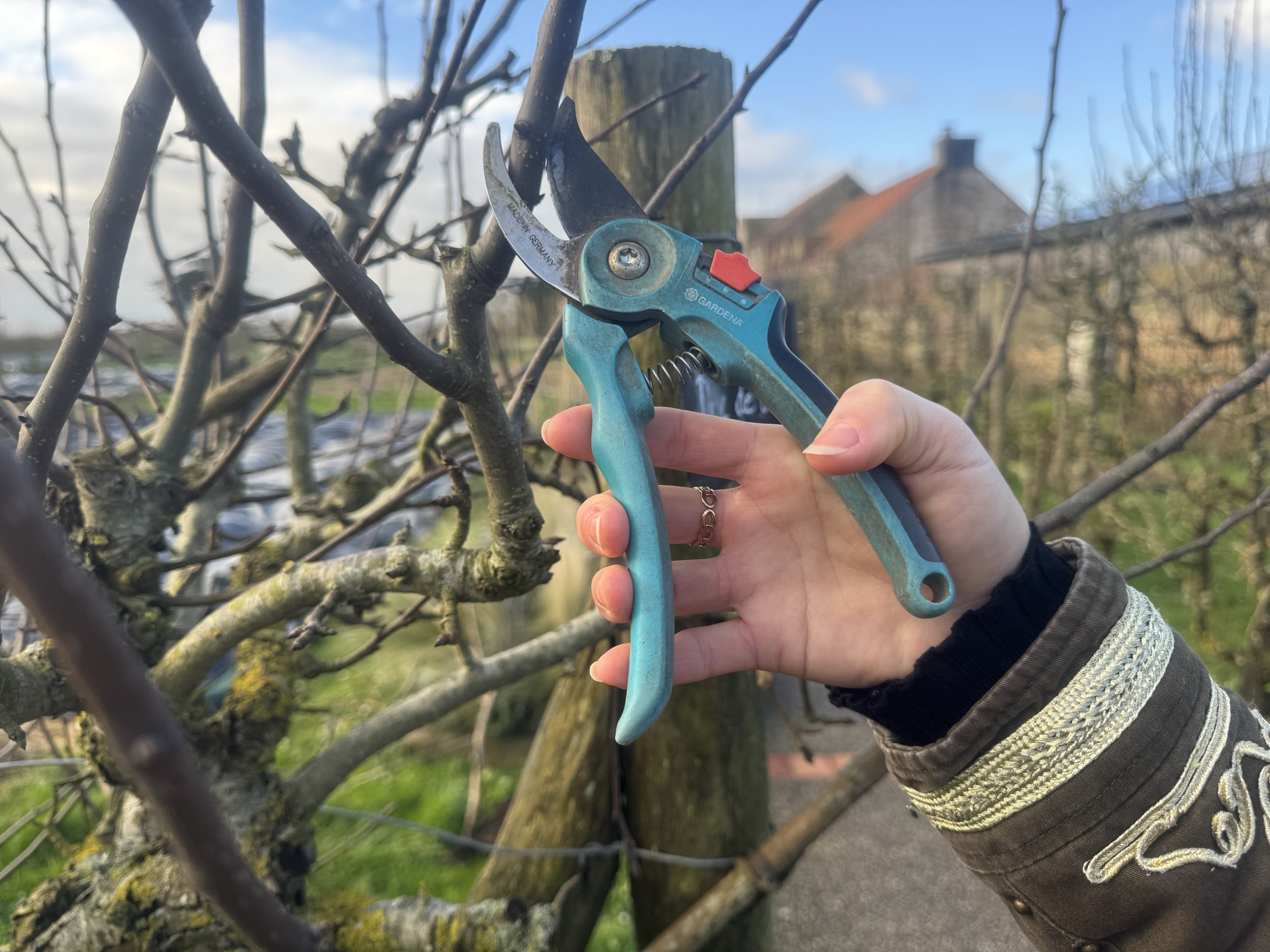 Découvrez l'entretien des arbres fruitiers