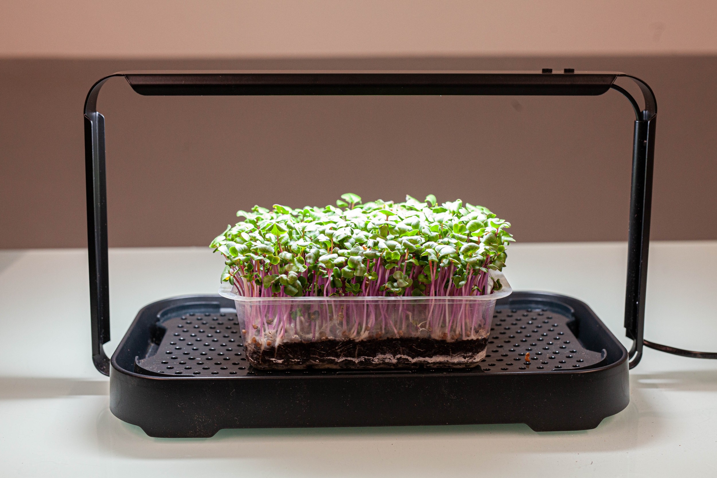 Initiez-vous à la culture de micropousses