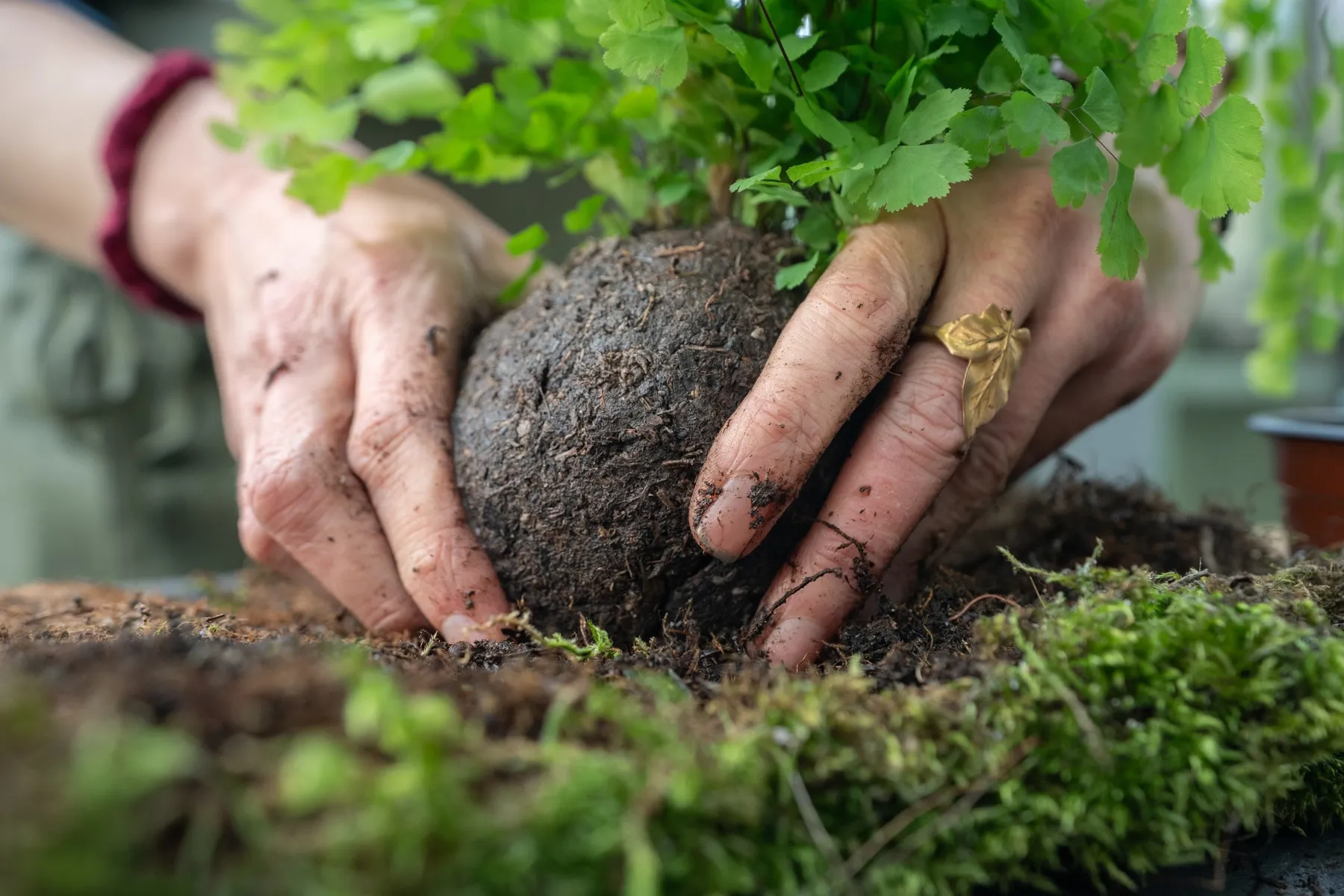 Réalisez votre kokédama avec Pauline - Image n°2 - Wecandoo