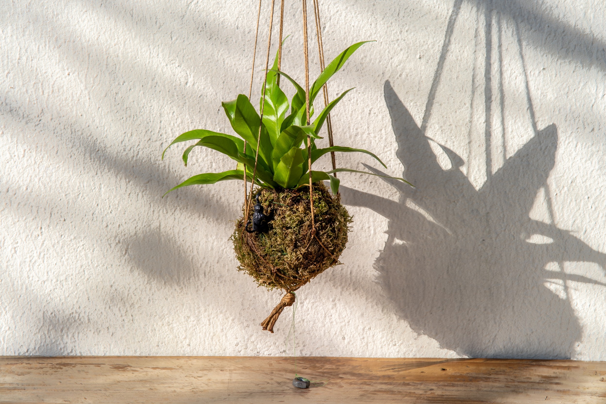 Réalisez votre kokédama