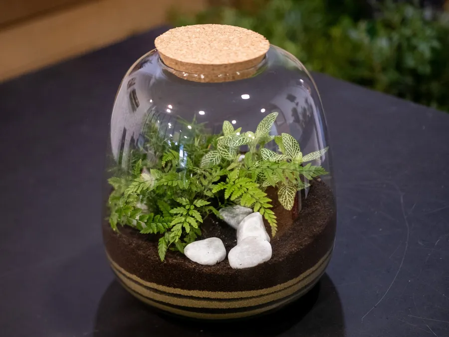 Composez votre terrarium avec Nathalie - Image n°1 - Wecandoo