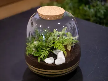 Composez votre terrarium