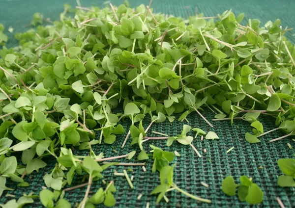 Fabriquez votre pesto de micro-pousses avec Ariane et son équipe - Image n°3 - Wecandoo