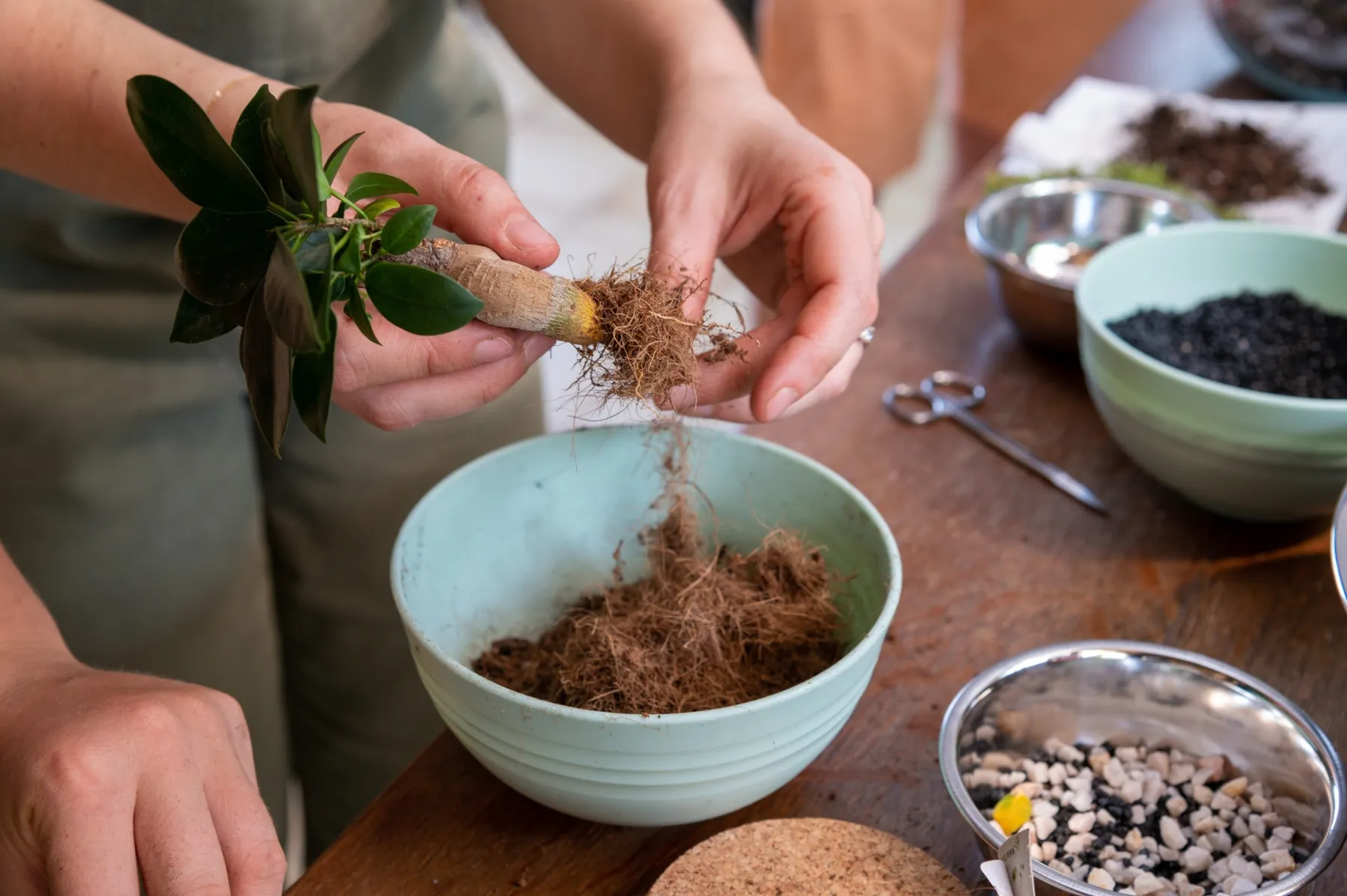 Apprenez à prendre soin de vos plantes avec Marion et Juliette - Image n°1 - Wecandoo