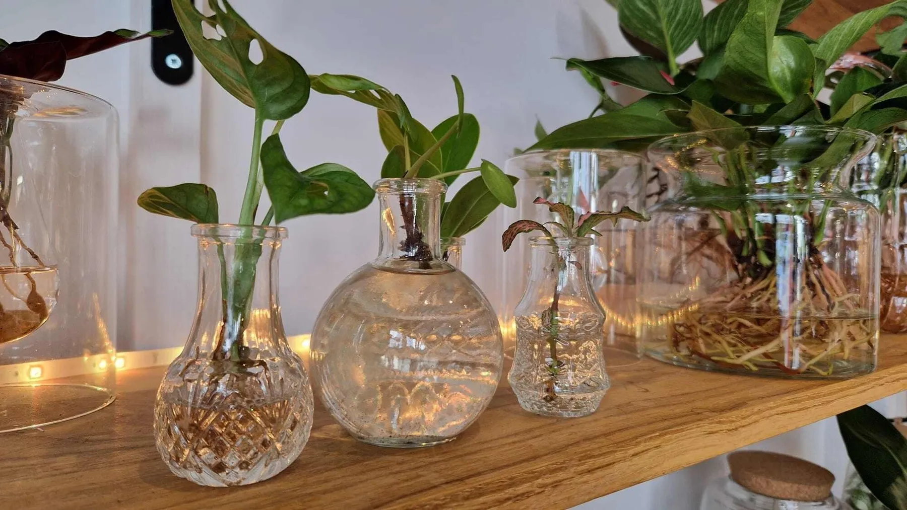 Apprenez à prendre soin de vos plantes avec Marion et Juliette - Image n°3 - Wecandoo