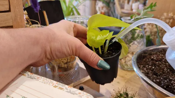 Apprenez à prendre soin de vos plantes avec Marion et Juliette - Image n°2 - Wecandoo