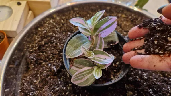 Apprenez à prendre soin de vos plantes avec Marion et Juliette - Image n°5 - Wecandoo