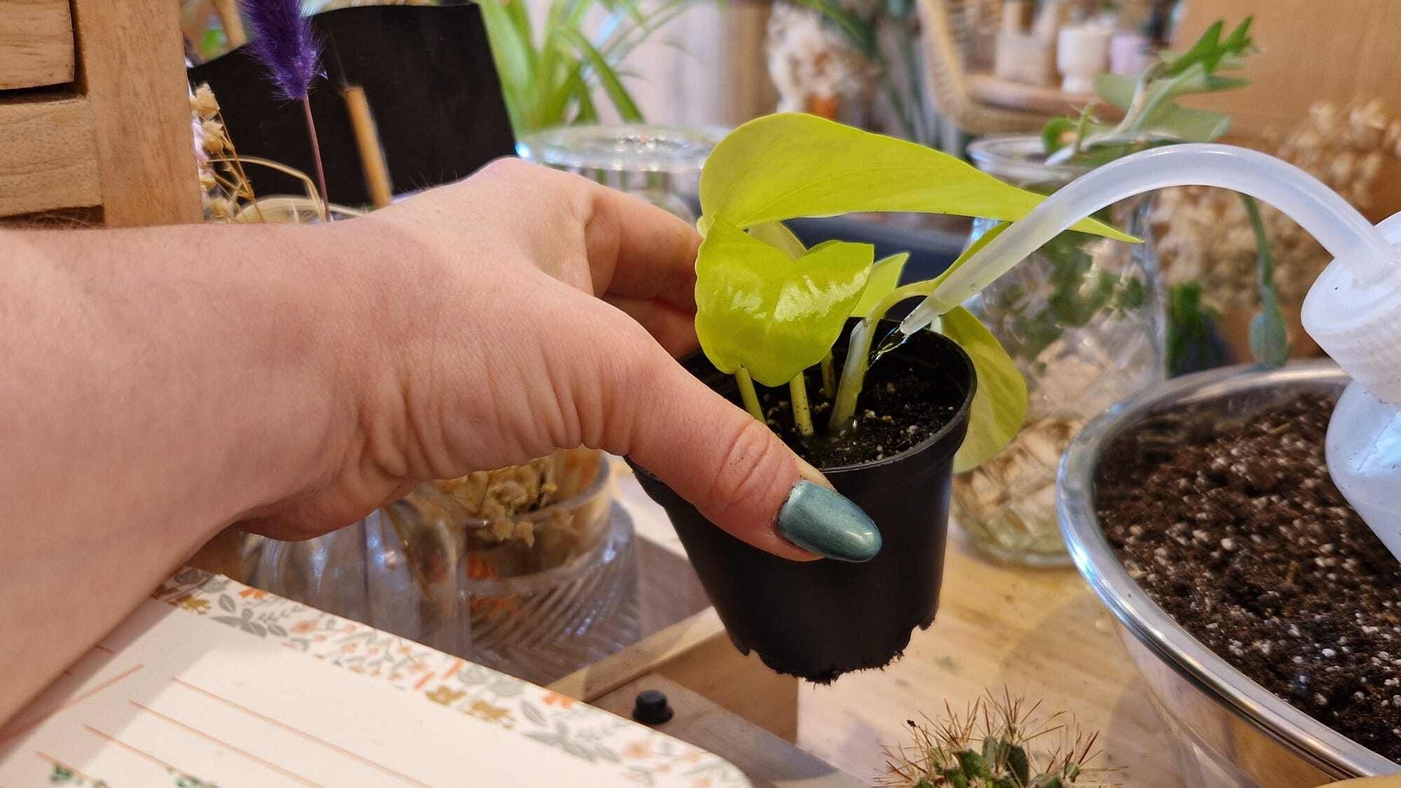 Apprenez à prendre soin de vos plantes