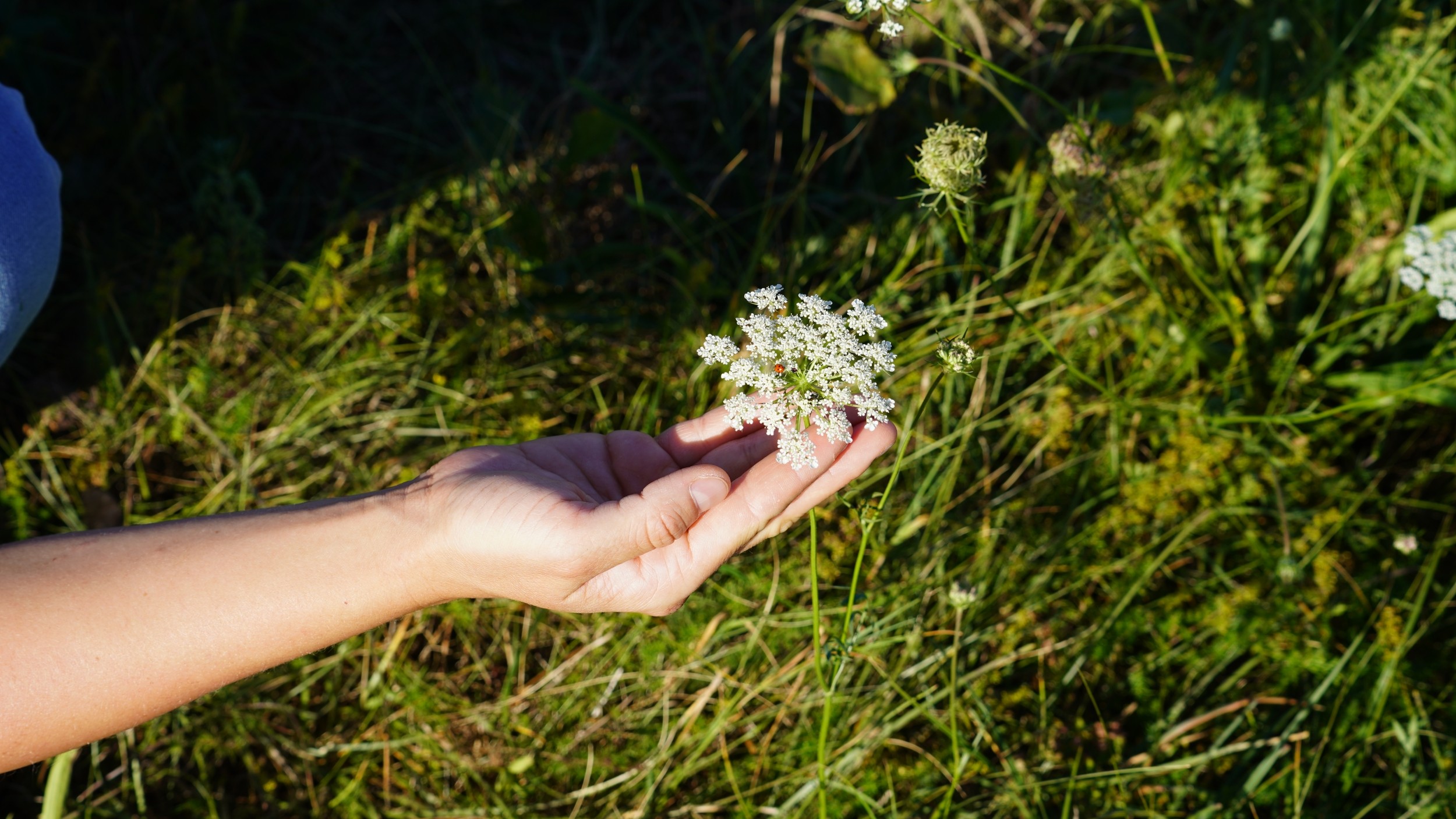 Wecandoo - Apprivoisez les plantes et les abeilles avec Jeanne et Camille - Image n°3