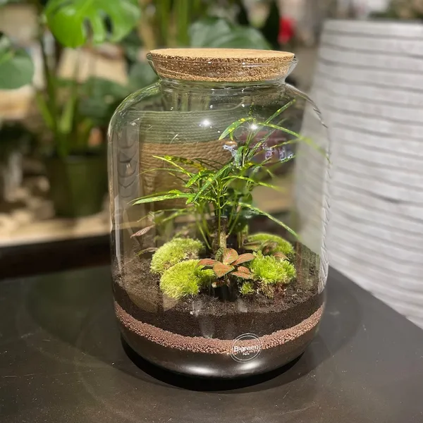 Créez votre capsule végétale XXL - Image n°2 - Wecandoo