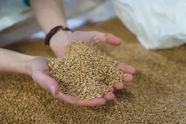 Visitez une microbrasserie avec Agathe - Image n°4 - Wecandoo