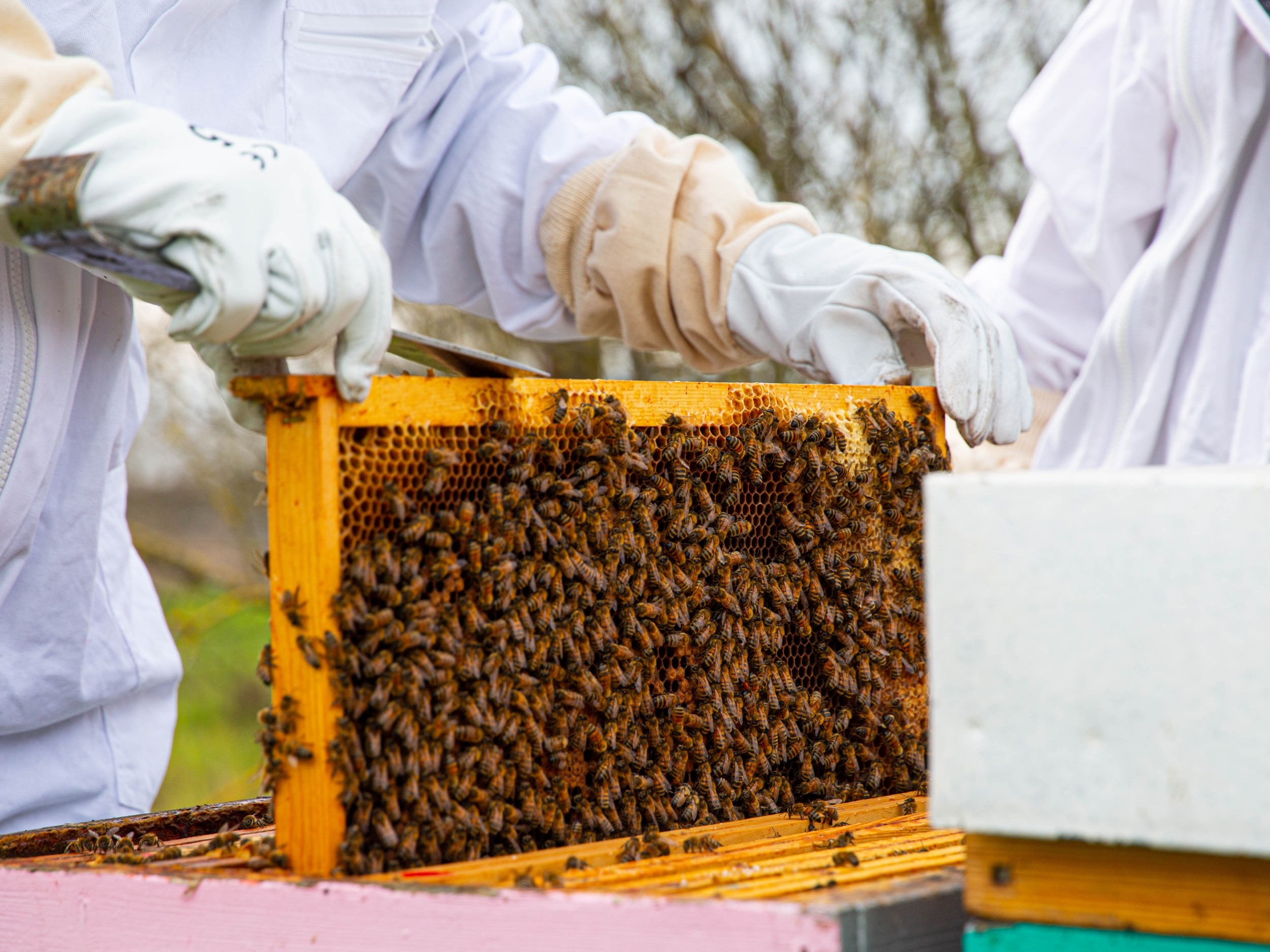 Wecandoo - Initiez-vous à l'apiculture avec Anne-Sophie - Image n°1