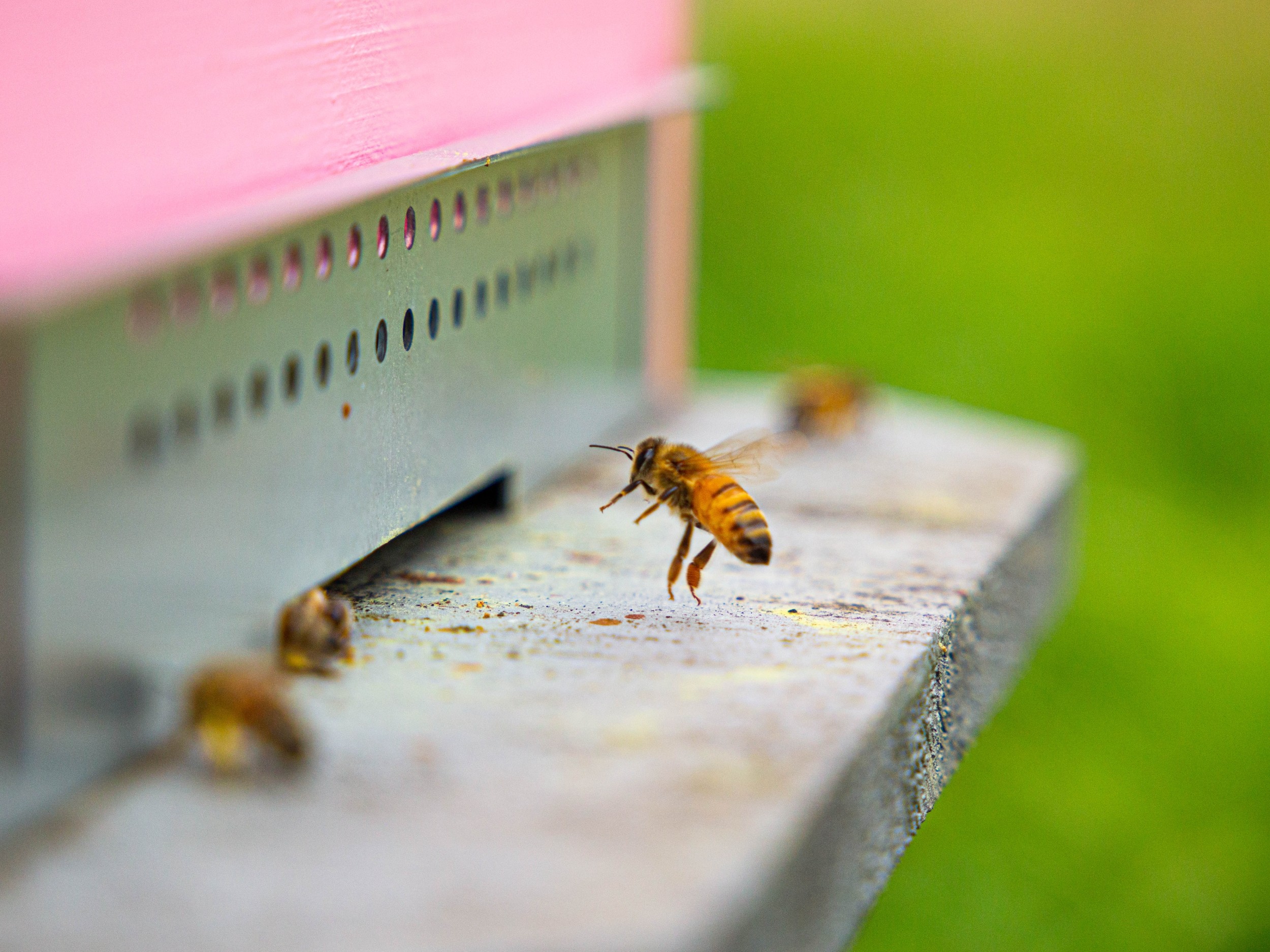 Wecandoo - Initiez-vous à l'apiculture avec Anne-Sophie - Image n°8